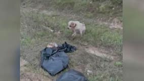 Two dogs shot, beaten to death discovered in plastic bag with a third dog still alive in Liberty Co.