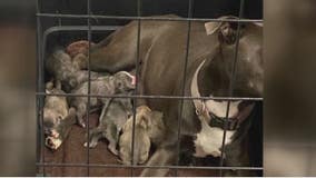 Shelter, realtor rescue pregnant dog as pet abandonments surge