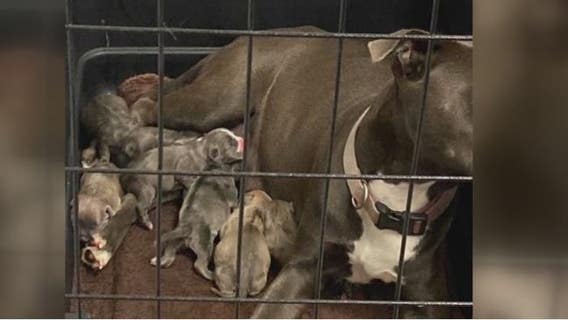 Shelter, realtor rescue pregnant dog as pet abandonments surge