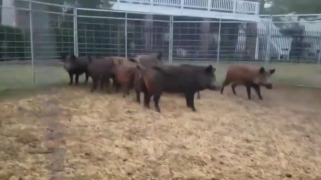 Residents face feral hog problem in Sugar Land neighborhoods