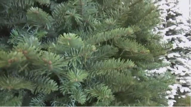 Families shopping early to beat Christmas Tree shortage