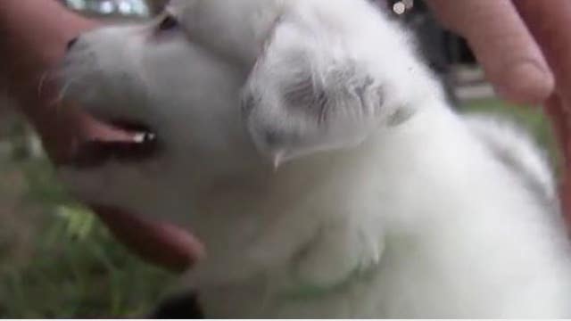 New state law defines what’s legal, what’s not when it comes to tethering dogs