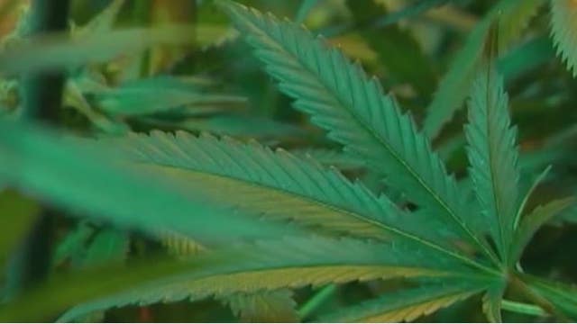 Texas Democrats pushing pot legalization on the campaign trail