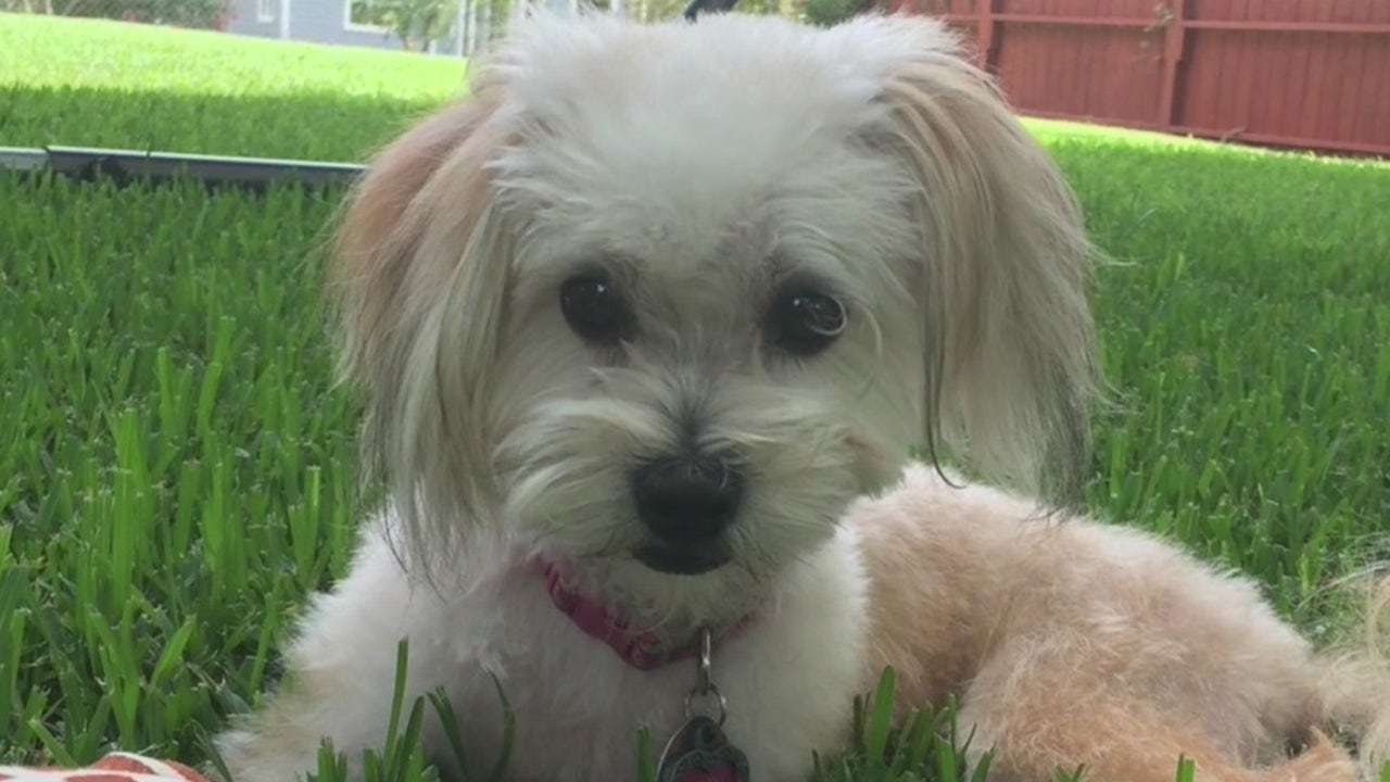 Pasadena Animal Shelter gives away woman's missing dog to someone else Pasadena Animal Shelter gives away woman's missing dog to someone else