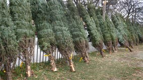 Houston Christmas tree recycling locations and hours