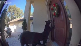 Doorbell camera shows mama bear and cub trying to enter Florida home