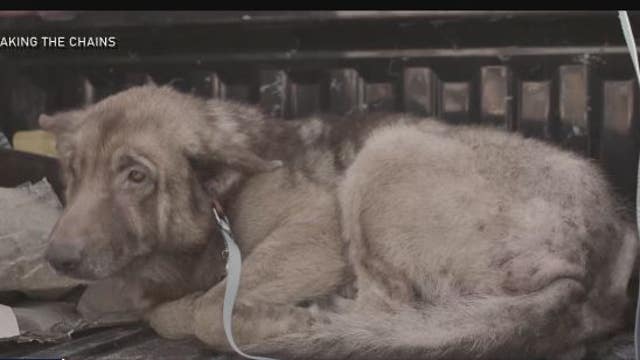 UK filmmaker making documentary says Houston is like a third-world country regarding stray dog overpopulation