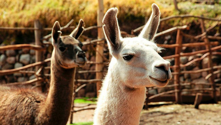 Who knew? December 9th is National Llama Day!