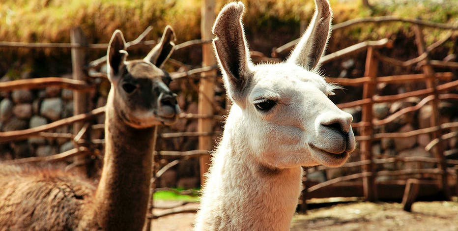 Who knew? December 9th is National Llama Day! Who knew? December 9th is National Llama Day!
