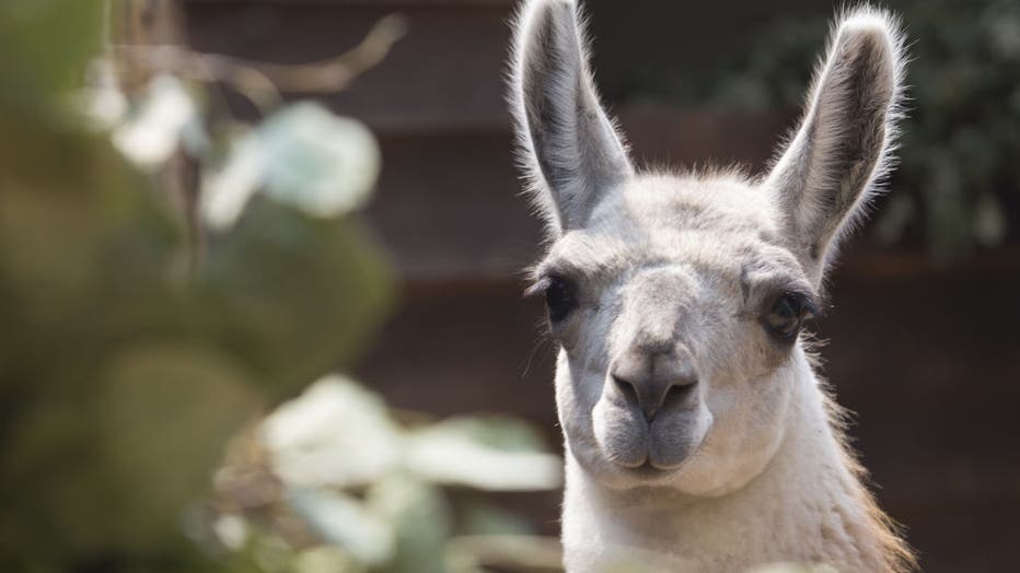 Who knew? December 9th is National Llama Day! | FOX 26 Houston