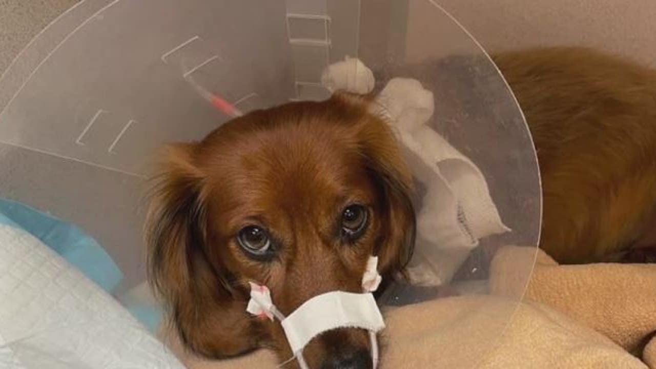 Local pet owner says she had to rush her dog to hospital after