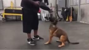 FOX 26 Investigates: Dog trainer caught on camera slamming puppy to ground shattering its leg