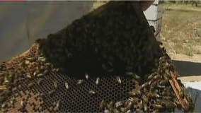 Loss of honey bees could cost America billions