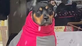 VIDEO: Dog appears unimpressed with snow in Georgia