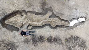 Britain's largest ‘sea dragon’ unearthed at water reserve