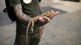 Bearded dragons: Salmonella outbreak in 25 states linked to pet lizards, CDC says