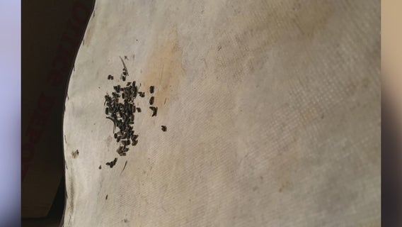 Houston woman says rodents ruined her furniture in storage unit