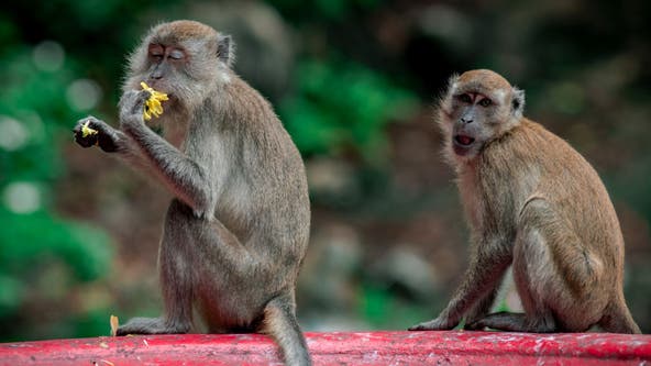 Truck crashes with 100 monkeys; some still missing, police say