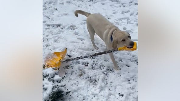 North Carolina dog ‘shovels snow’ after winter storm