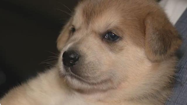 New city animal ordinance in Houston to greatly impact pets, their owners, pet stores