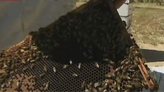Loss of honey bees could cost America billions