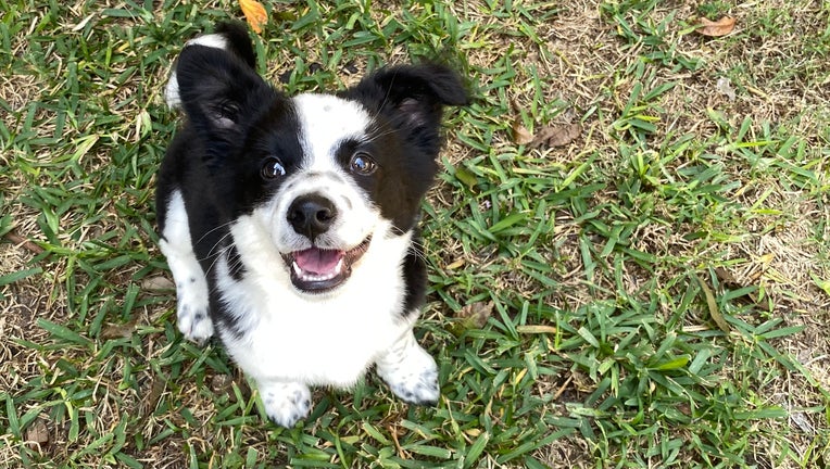New Texas law in effect Jan. 18 lays out rules for tethering dogs outside New Texas law in effect Jan. 18 lays out rules for tethering dogs outside
