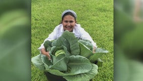 10-year-old Cypress student earns a lot of green for her giant cabbage