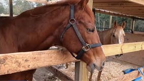 Local horse rescuer loses her sanctuary to eviction, but the story still has happy ending