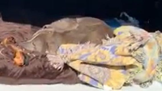 Missing dog, owner reunited after 12 years apart