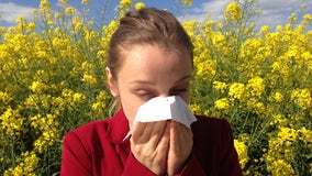 The difference between COVID-19 symptoms and seasonal allergies