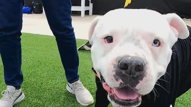 3 local high school rugby team members save stray dog's life, make him team mascot