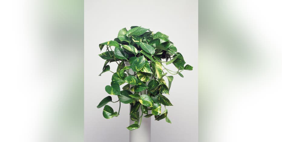 bloody mary philodendron for sale Bloody Mary Philodendron - 5