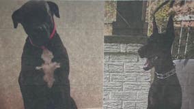Two dogs in Montgomery County with collars, microchips found shot to death; one decapitated