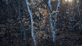 Body of young boy found by mushroom hunter in southern Indiana woods