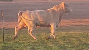 Wharton Co. authorities search for owner of bull seen roaming for over a month