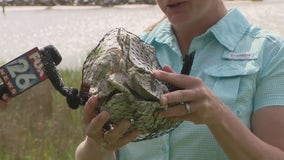 Oyster shell recycling program created in Galveston