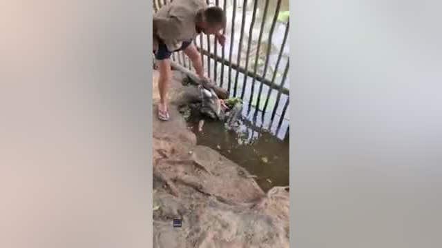 Video shows man saving goose from python's coils