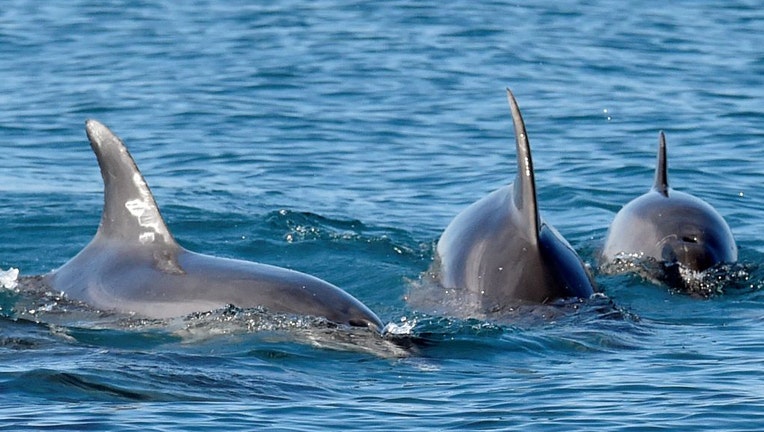 Dolphins in the ocean