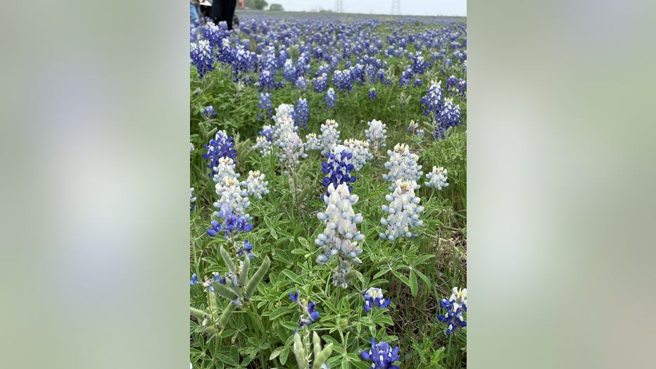 White-bluebonnets.jpg