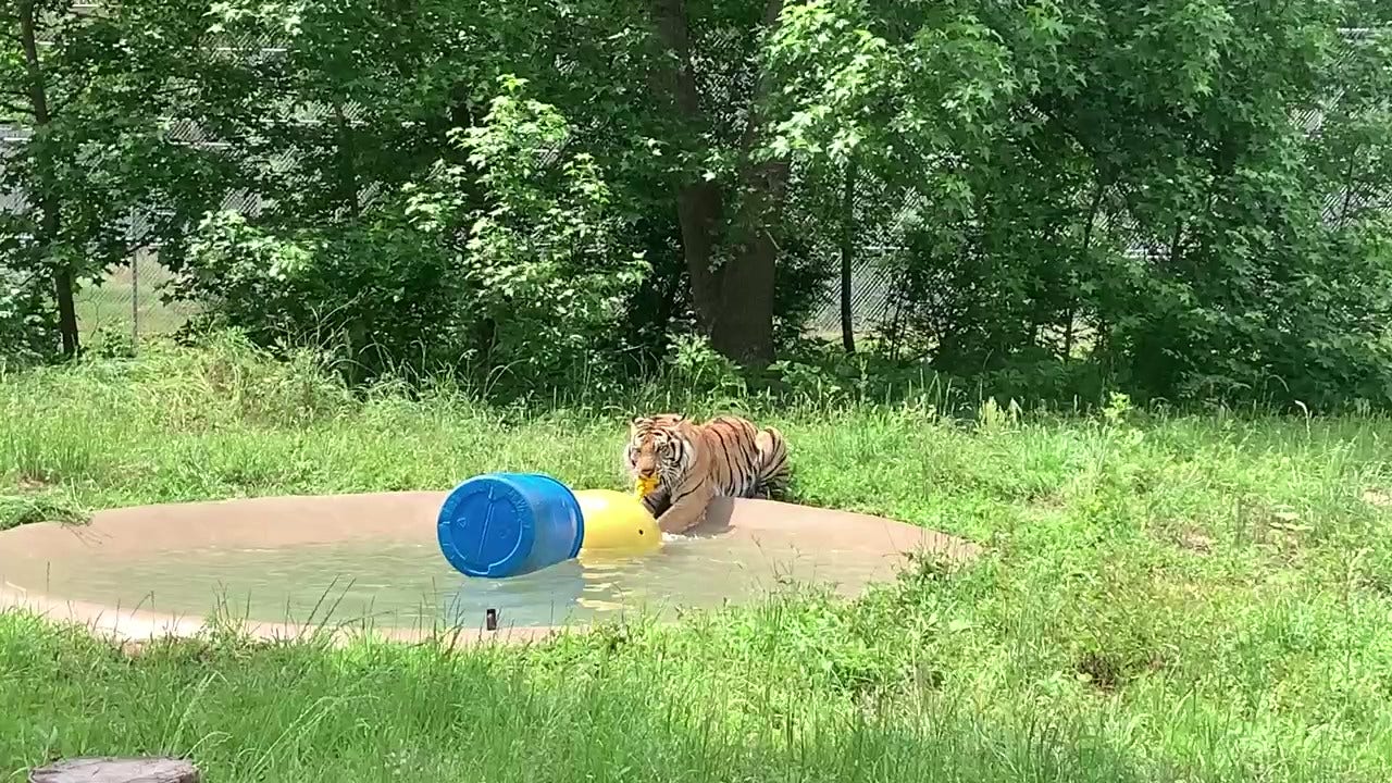 Houston’s famous missing tiger, India, growing at Texas shelter