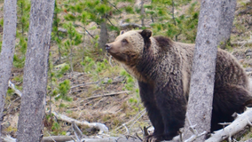2 grizzly bears euthanized in small town after getting used to eating human food