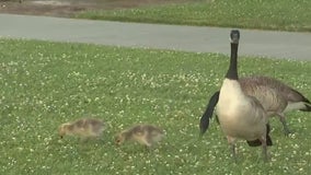 Animal lovers upset geese could be killed over excessive poop