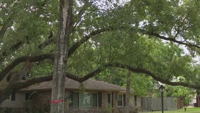 Hedwig Village residents desperate to save age old Oak Tree, developer plans to tear it down