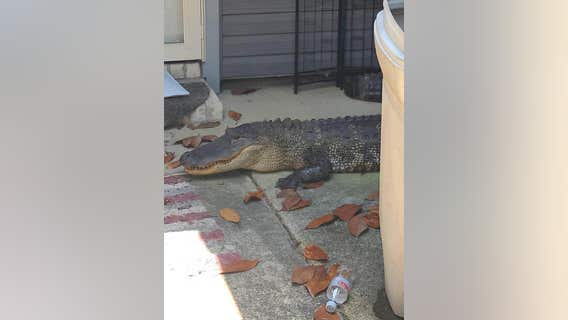 8-foot 'unwanted guest' found in Humble