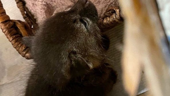 Woman brings home ‘tiny kitten’ that turned out to be a fox