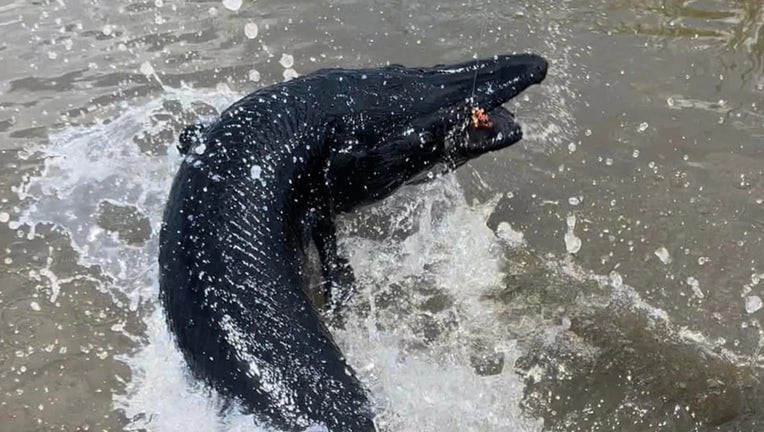 Houston Aligator Gar Fishing. 