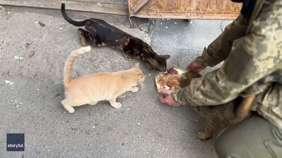 Storyful-272780-Ukrainian_Soldiers_Feed_Family_Pets_in_Kharkiv_After_Neighborhood_Evacuated-2