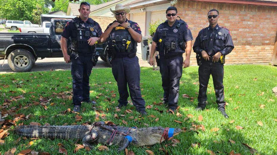 Humble alligator