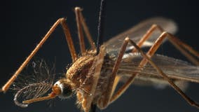 First sample of West Nile Virus found in northeast Harris County