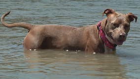 Dog swims for several miles, finds way home after falling off shrimp boat in Galveston Bay